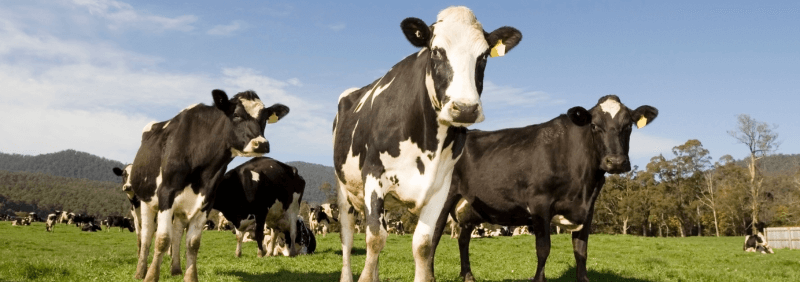 Dairy cows in a field.