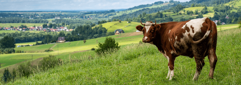 A brown cow in a green field.